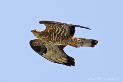 Falco pecchiaiolo Pernis apivorus-9614.jpg