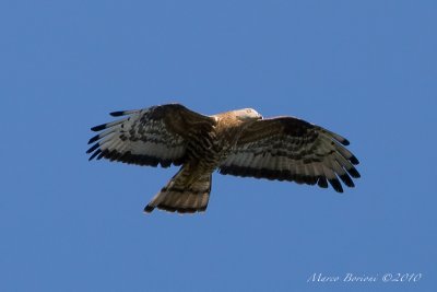 Falco pecchiaiolo Pernis apivorus-9666.jpg