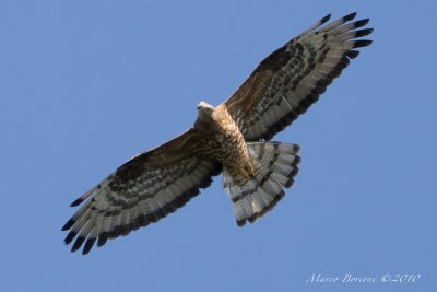 Falco pecchiaiolo Pernis apivorus-9675.jpg