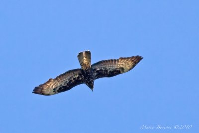 Falco pecchiaiolo Pernis apivorus-9691.jpg