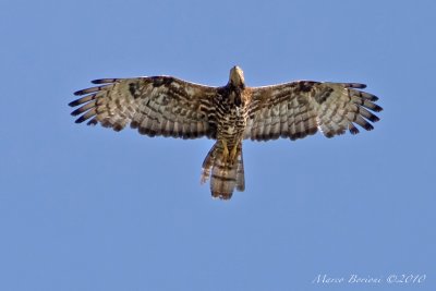 Falco pecchiaiolo Pernis apivorus-9808.jpg