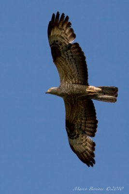 Falco pecchiaiolo Pernis apivorus-9886.jpg
