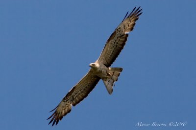 Falco pecchiaiolo Pernis apivorus-9888.jpg