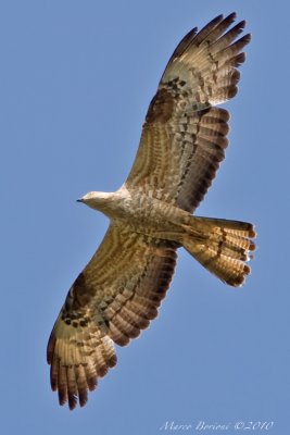 Falco pecchiaiolo Pernis apivorus-9895.jpg