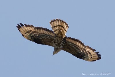 Falco pecchiaiolo Pernis apivorus-9965.jpg
