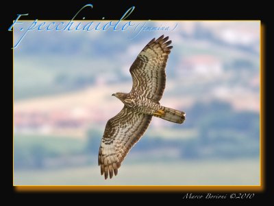 Falco pecchiaiolo Pernis apivorus-7478.jpg