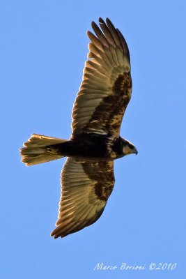 Falco di palude f (Circus aeruginosus)-0673.jpg