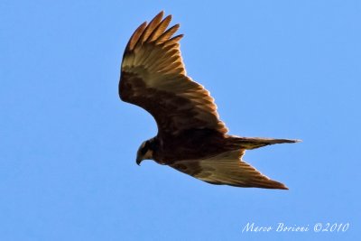 Falco di palude f (Circus aeruginosus)-0807.jpg