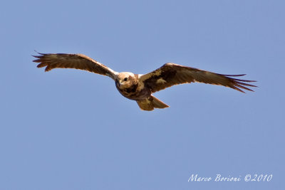 Falco di palude f (Circus aeruginosus)-2324.jpg