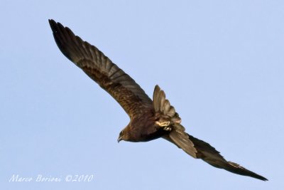 Falco di palude m 2cy (Circus aeruginosus)-3952.jpg