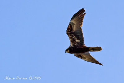 Falco di palude f (Circus aeruginosus)-4086.jpg