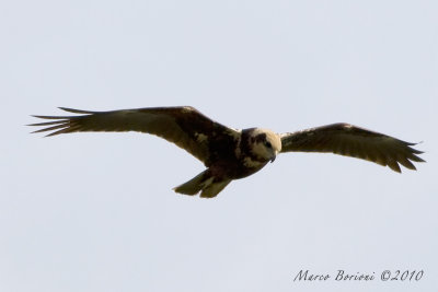 Falco di palude f (Circus aeruginosus)-5466.jpg