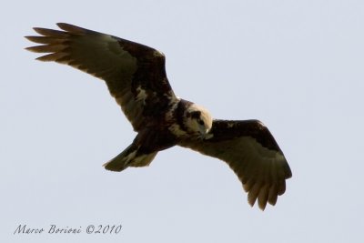 Falco di palude f (Circus aeruginosus)-5467.jpg
