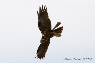 Falco di palude f (Circus aeruginosus)-5469.jpg