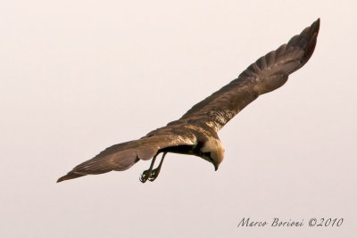 Falco di palude f (Circus aeruginosus)-5474.jpg