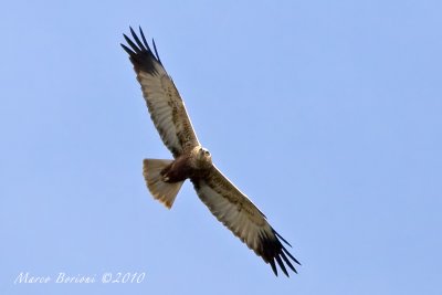 Falco di palude m (Circus aeruginosus)-0646.jpg
