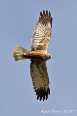 Falco di palude m (Circus aeruginosus)-0653.jpg