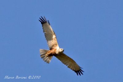 Falco di palude m (Circus aeruginosus)-0700.jpg