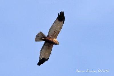 Falco di palude m (Circus aeruginosus)-3204.jpg