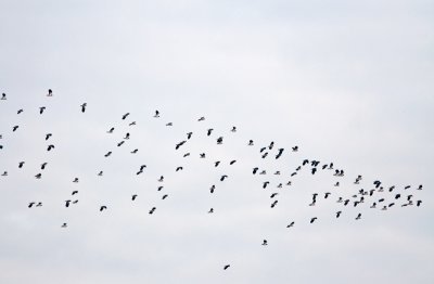 limicoli_charadriiformes