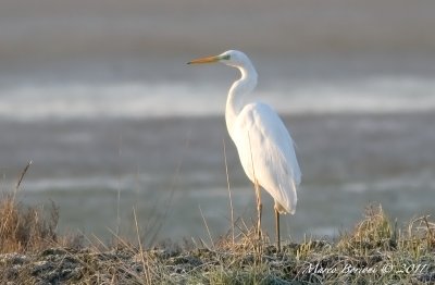 Airone bianco maggiore (Ardea alba)-7774.jpg