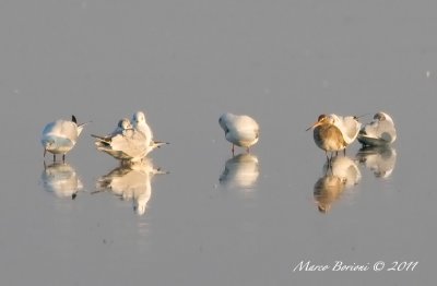 Pittima reale (Limosa limosa)-7756.jpg