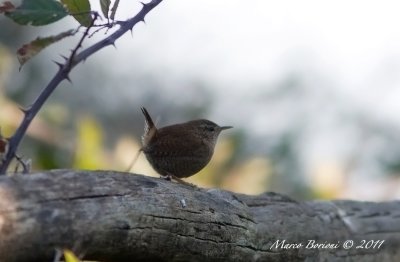 parco_del_cardeto-ancona