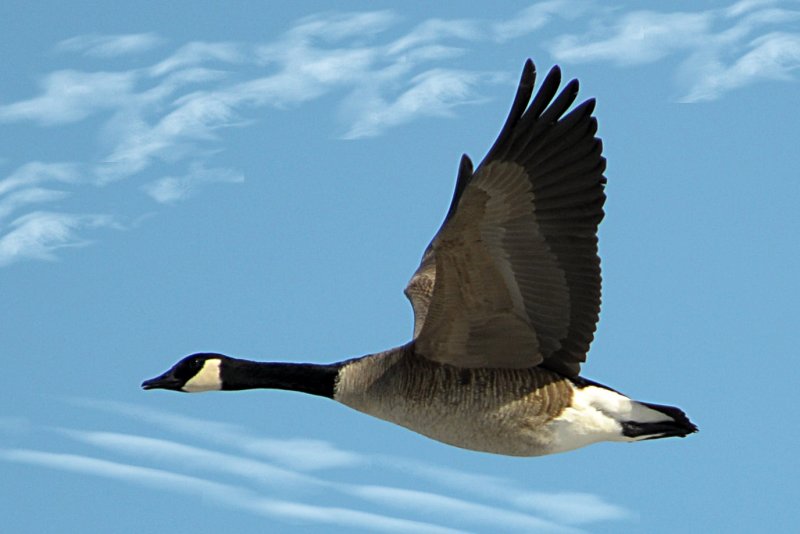 Canada Goose