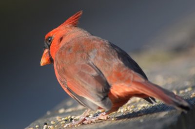 Northern Cardinal