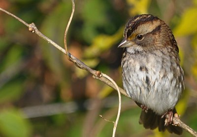 White-throated Sparrow.