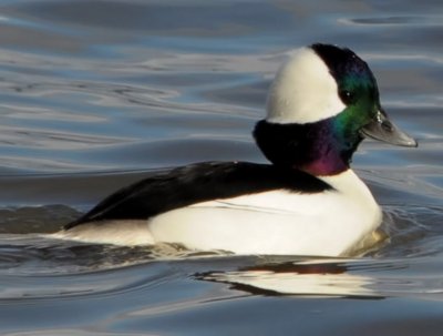 Bufflehead