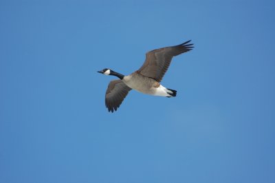 Canada Goose