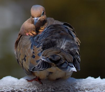 Mourning Dove