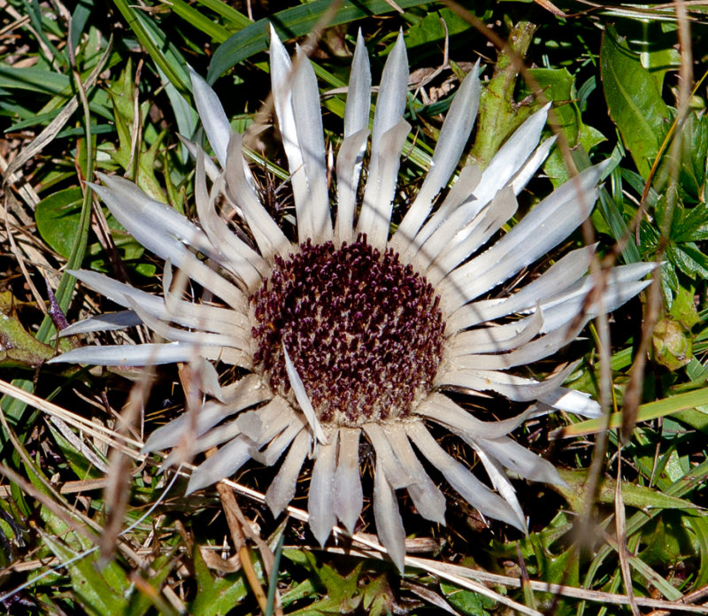 Silberdistel