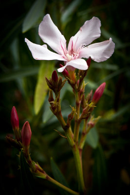 Oleander