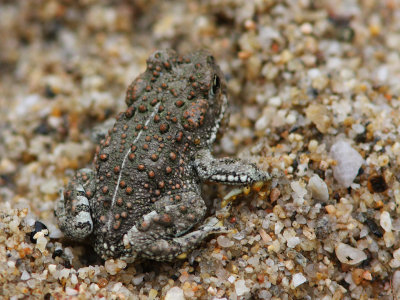 Red-spotted Toad, Bufo punctatus?