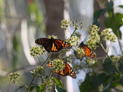 Monarch Butterflies