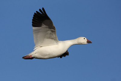 Snow Goose coming in to land in corn fields