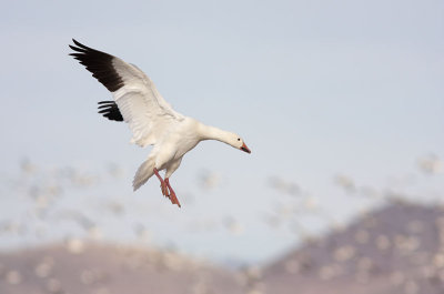 Snow goose landing