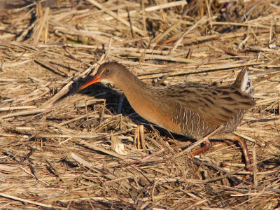 Arrowhead Marsh and Lake Merritt 1-Jan-09