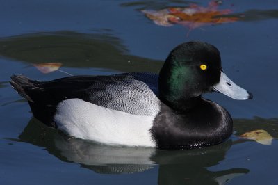 Greater Scaup?