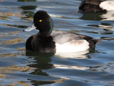 Greater Scaup?