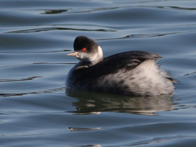 Eared Grebe