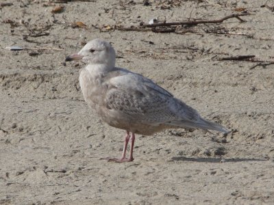 Glaucous Gull (Larus hyperboreus)