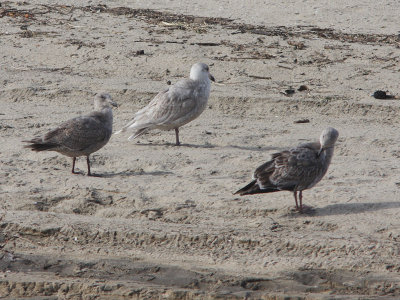 Glaucous-winged, Glaucous and Western Gulls