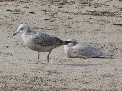 California Gull (1st Winter)? Has similar bill coloration to Glaucous