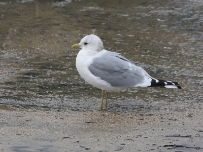 Mew Gull (Larus canus). Adult non-breeding