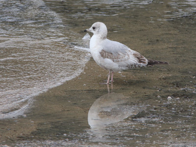 Mew Gull 1st winter.