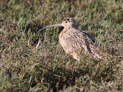 Long-billed Curlew