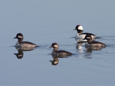 Bufflehead